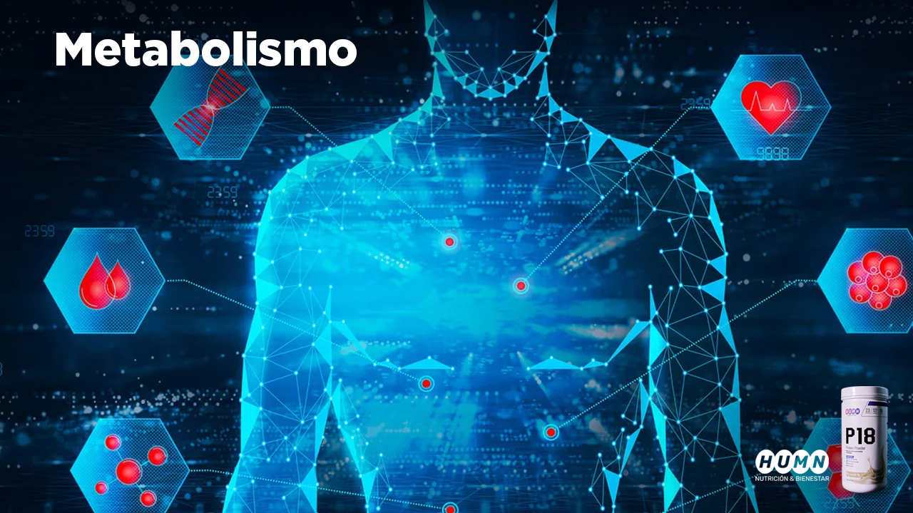 Lee más sobre el artículo Realizamos el Webinar «Metabolismo»